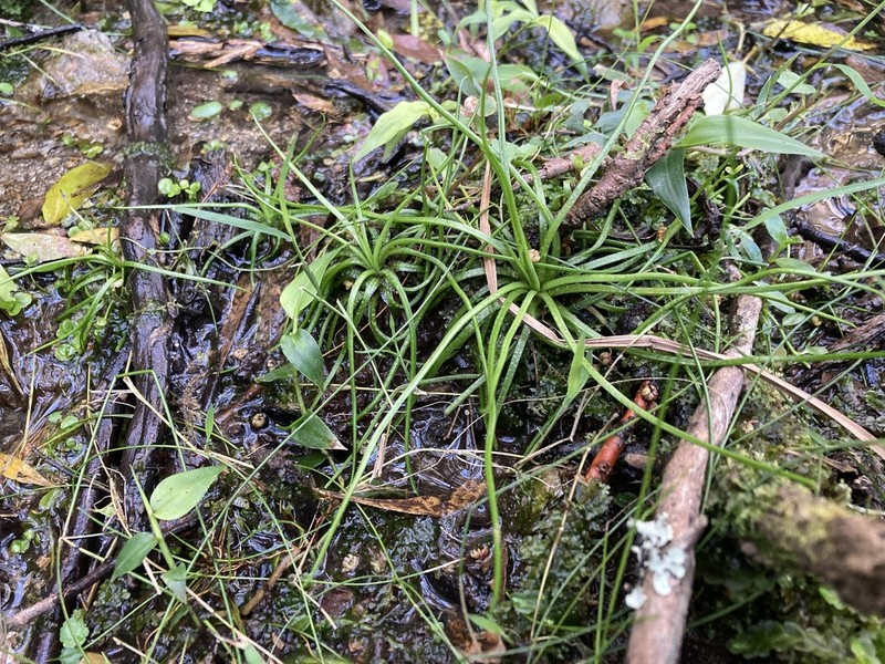 Isoetes brasiliensis photo 5