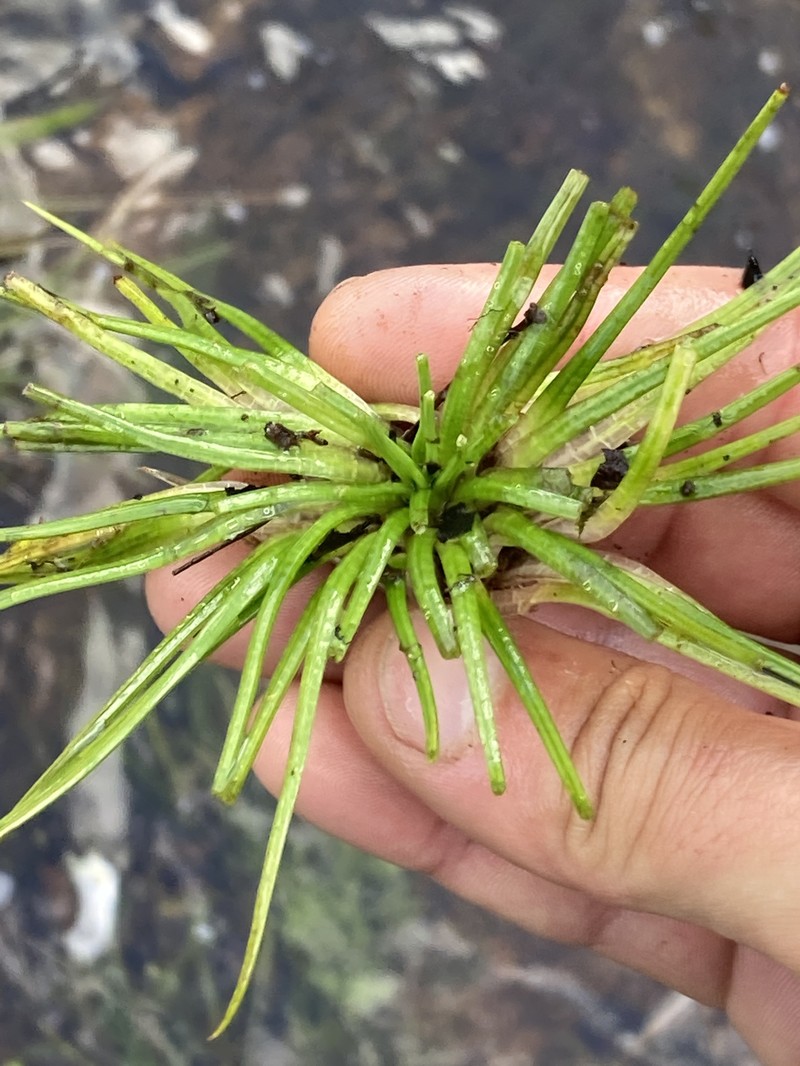 Isoetes brasiliensis photo 6