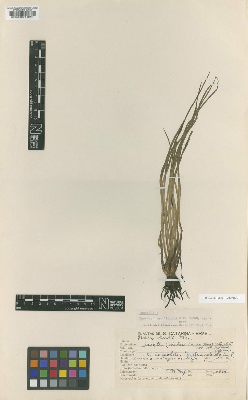 Isoetes brasiliensis photo 7