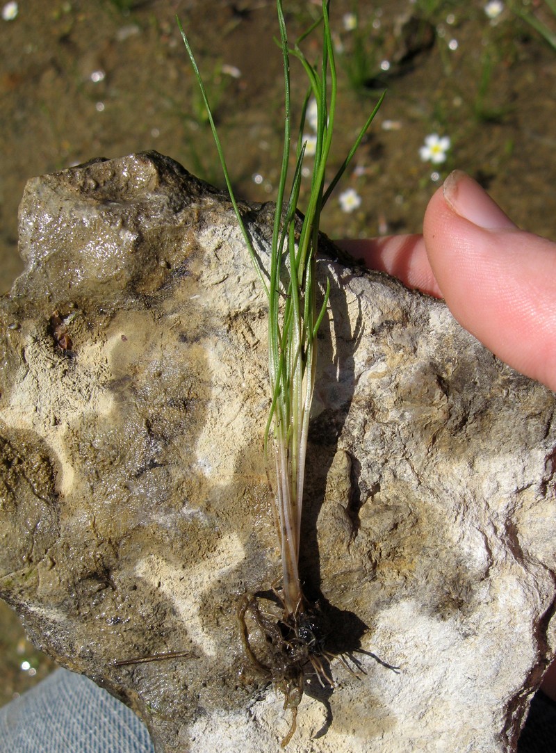 Limestone Quillwort