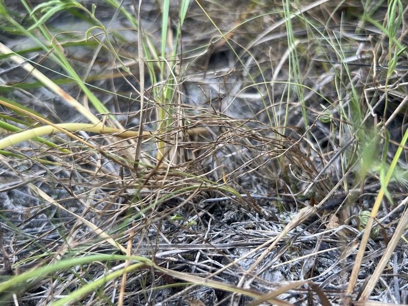 Limestone Quillwort