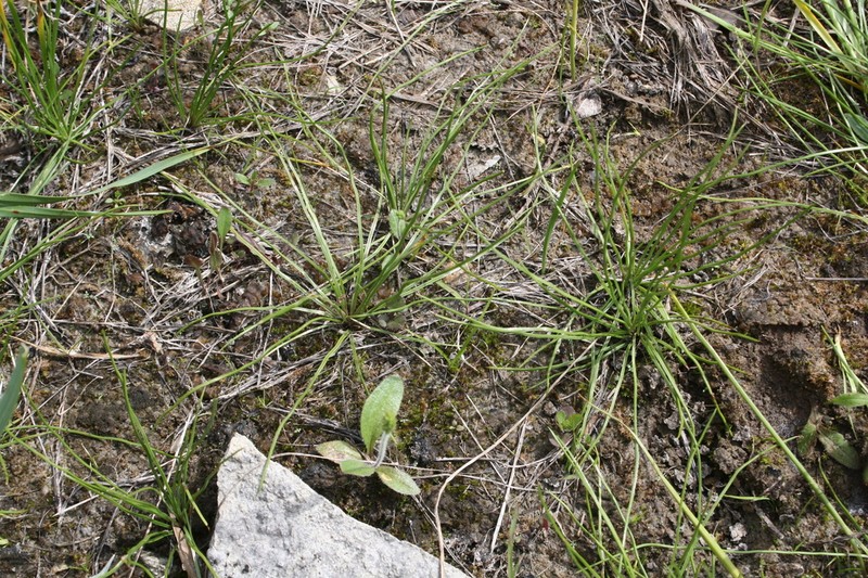 Limestone Quillwort photo 2