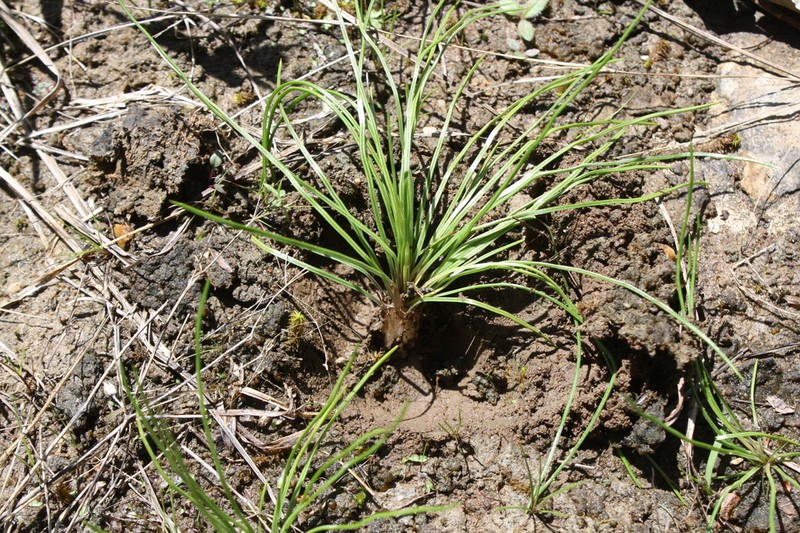 Limestone Quillwort photo 3