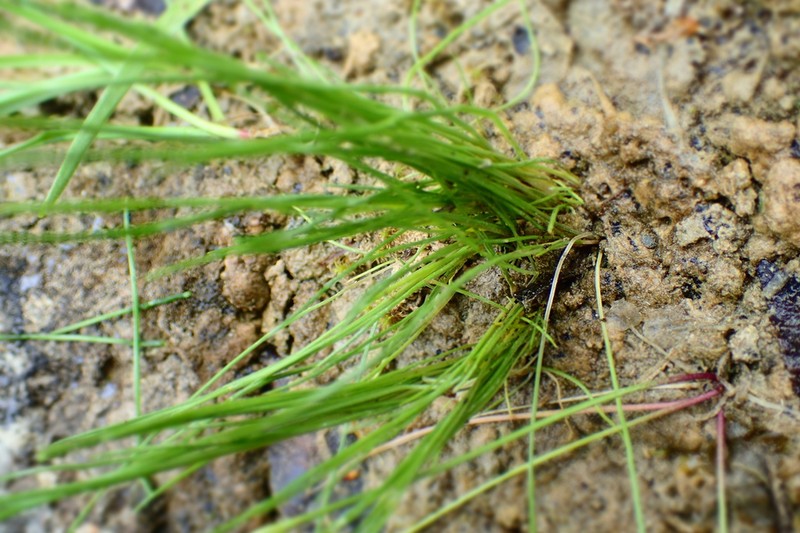 Limestone Quillwort photo 4