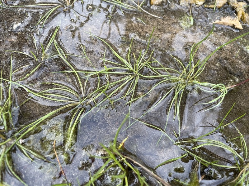 Limestone Quillwort photo 5
