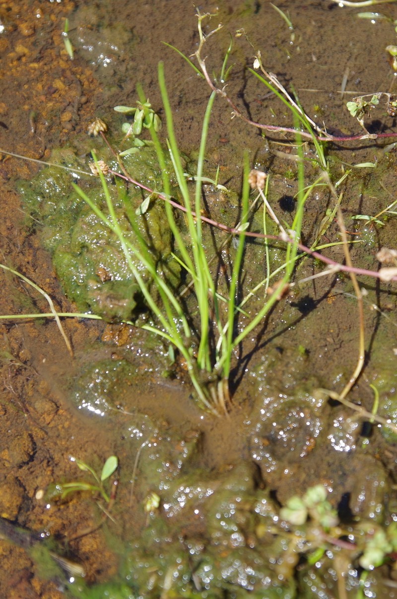 Limestone Quillwort photo 6