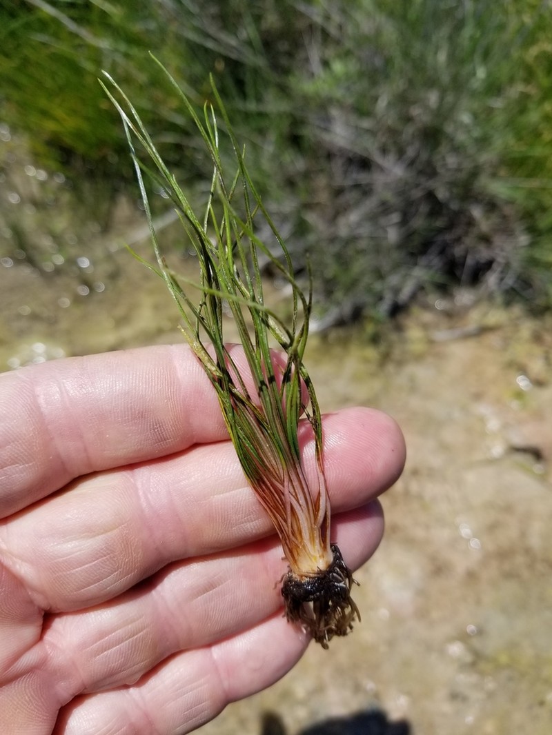 Limestone Quillwort photo 7