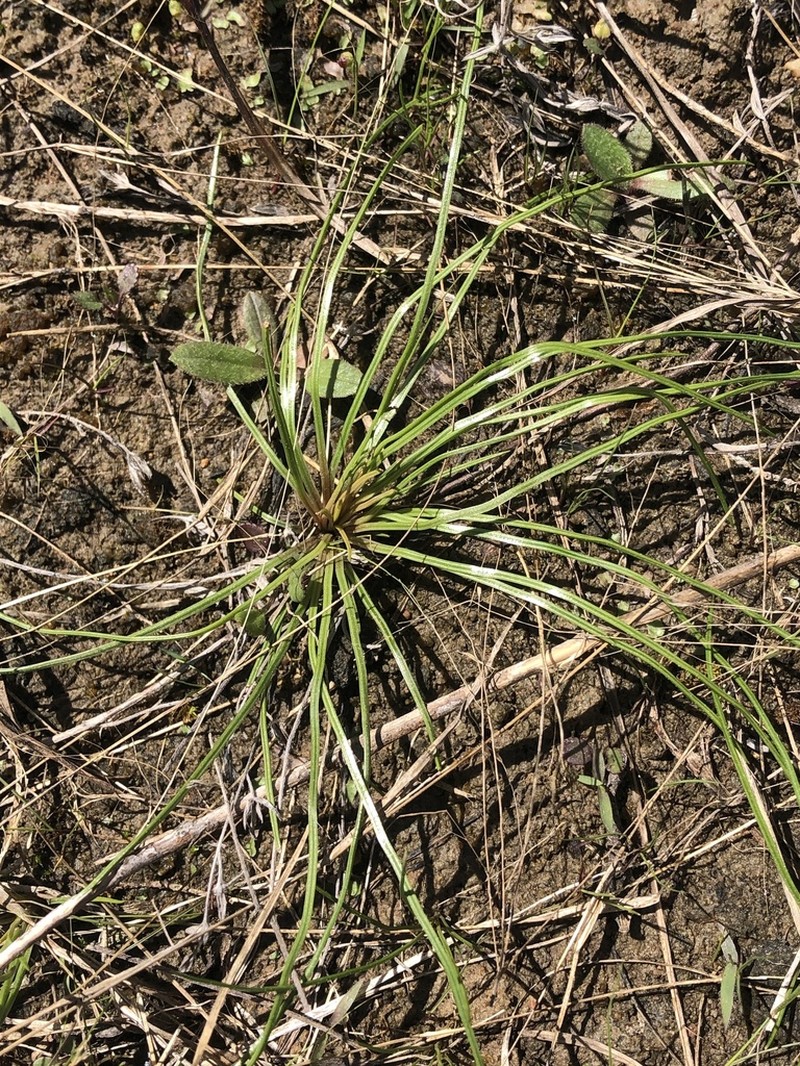 Limestone Quillwort photo 8