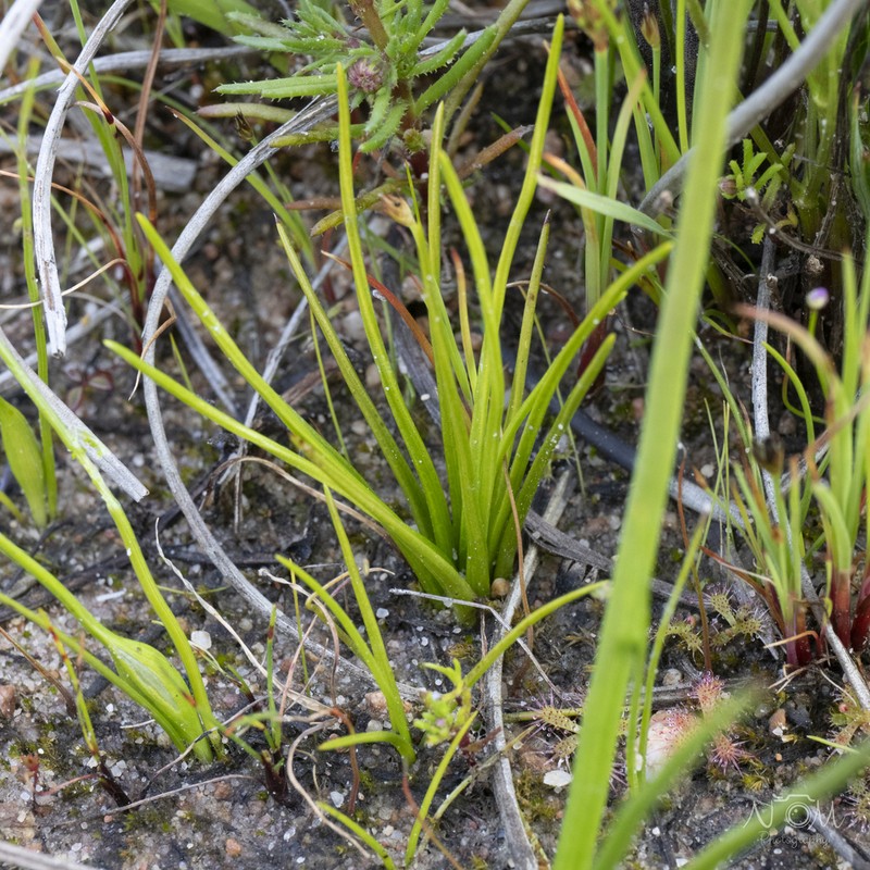 Isoetes capensis