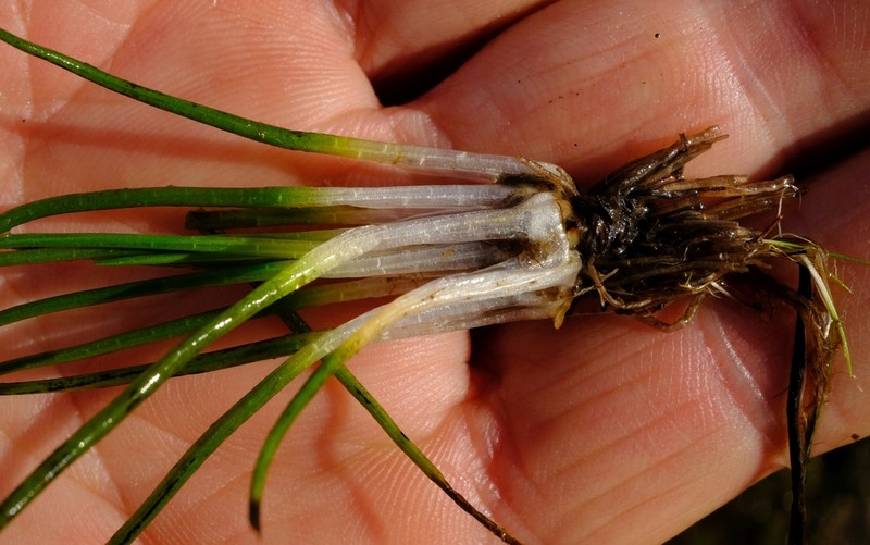 Isoetes capensis photo 2
