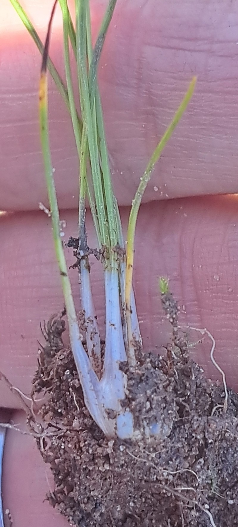 Isoetes capensis photo 3