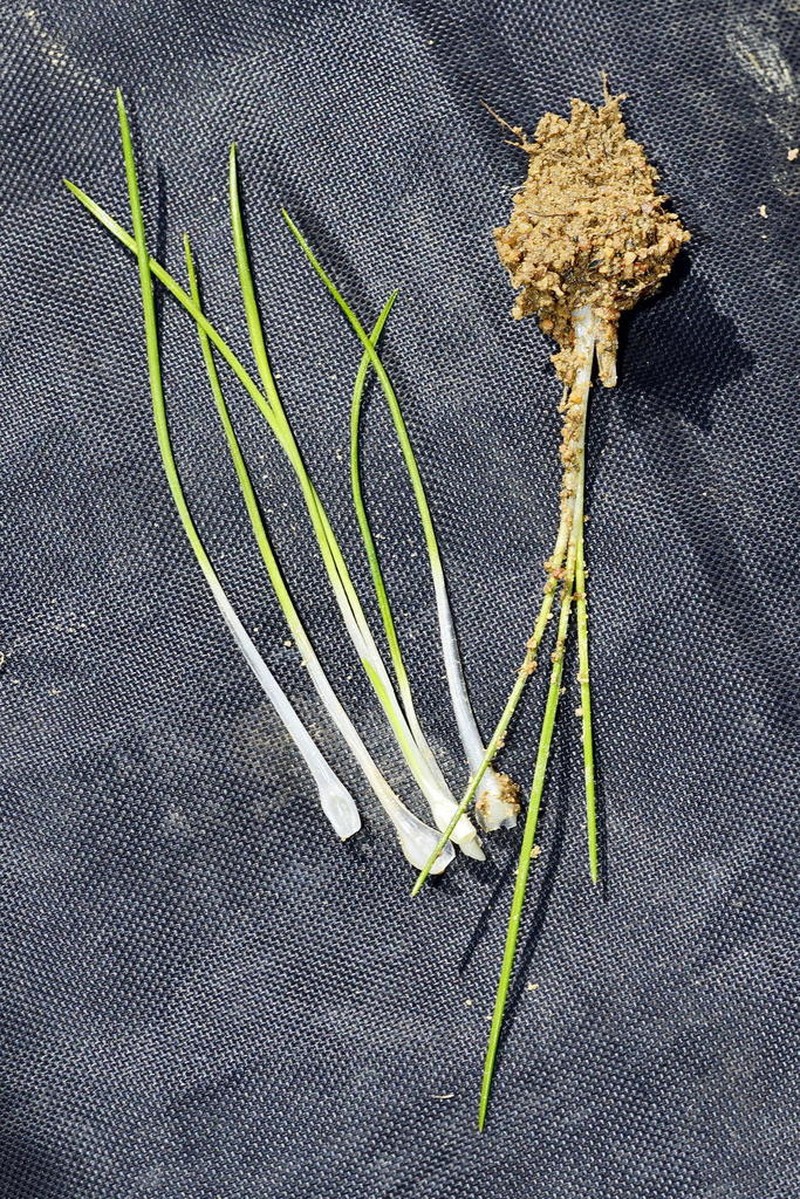 Isoetes capensis photo 5