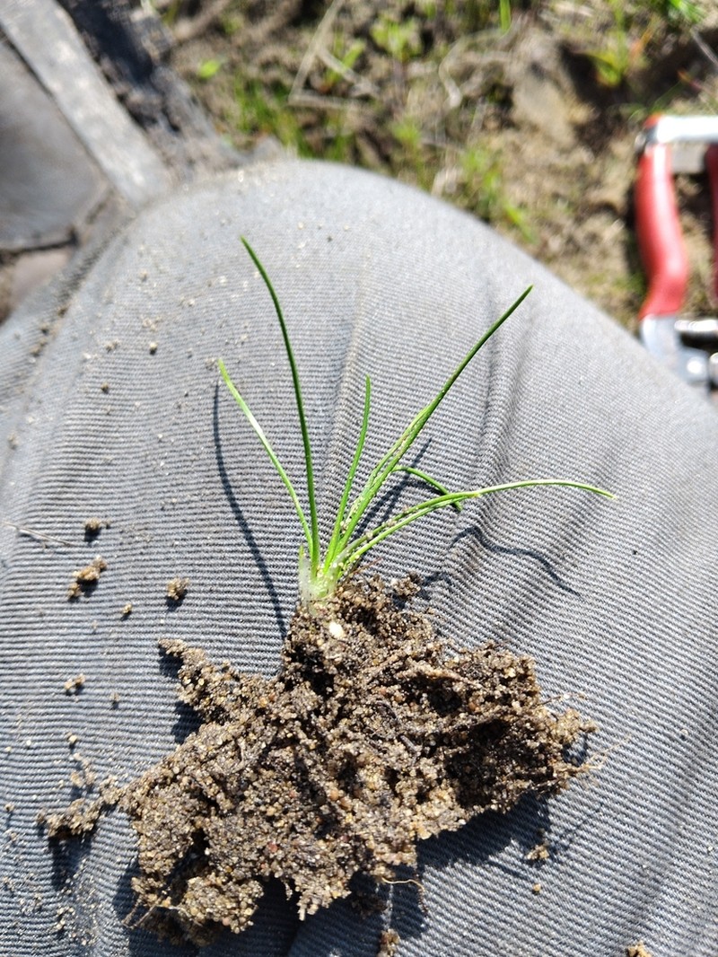 Isoetes capensis photo 6