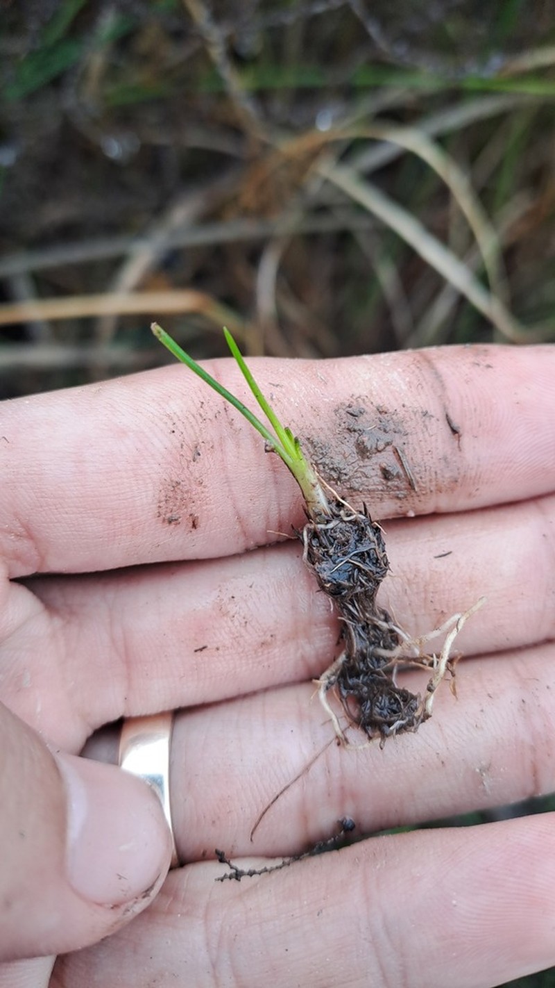 Isoetes capensis photo 7