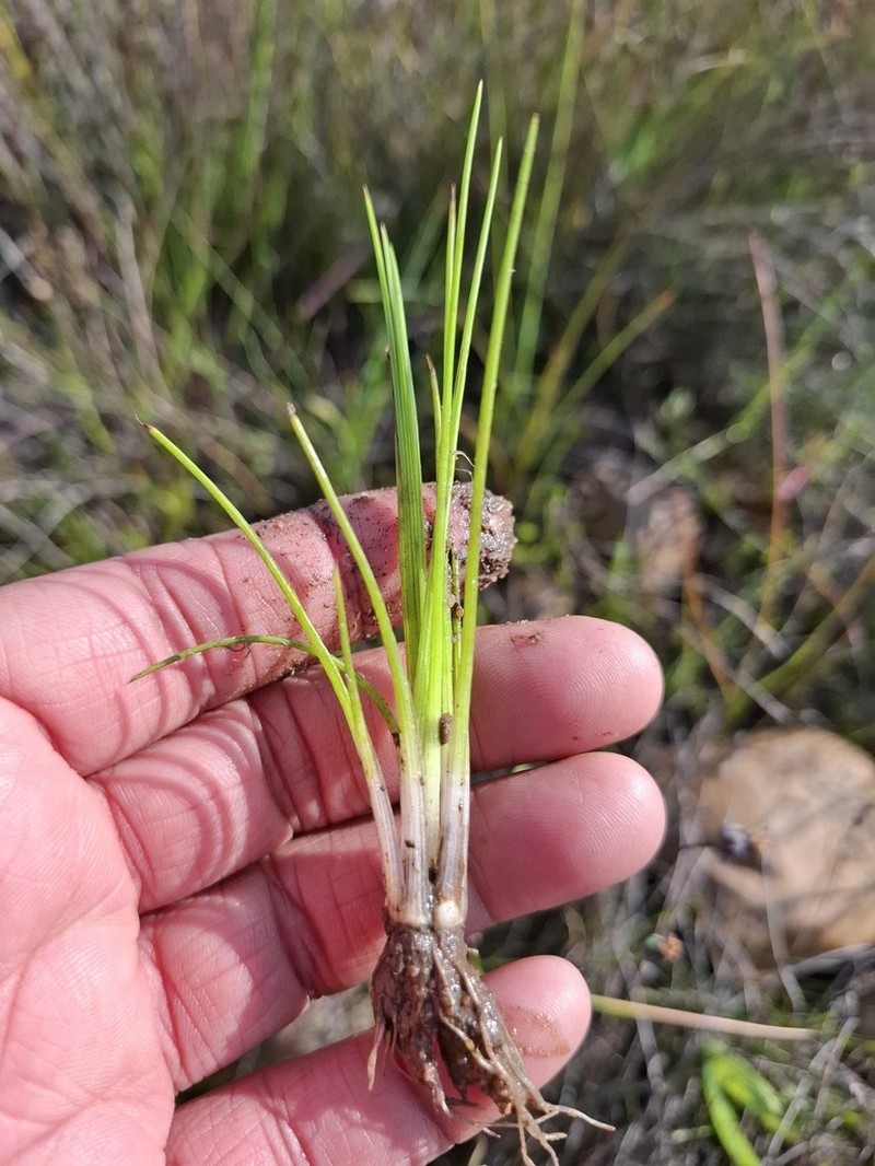 Isoetes capensis photo 8
