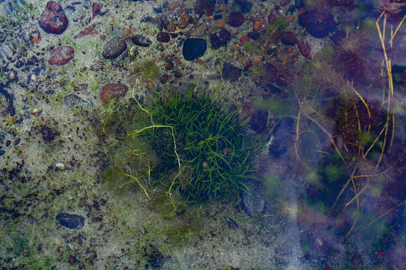 Isoetes chubutiana photo 2
