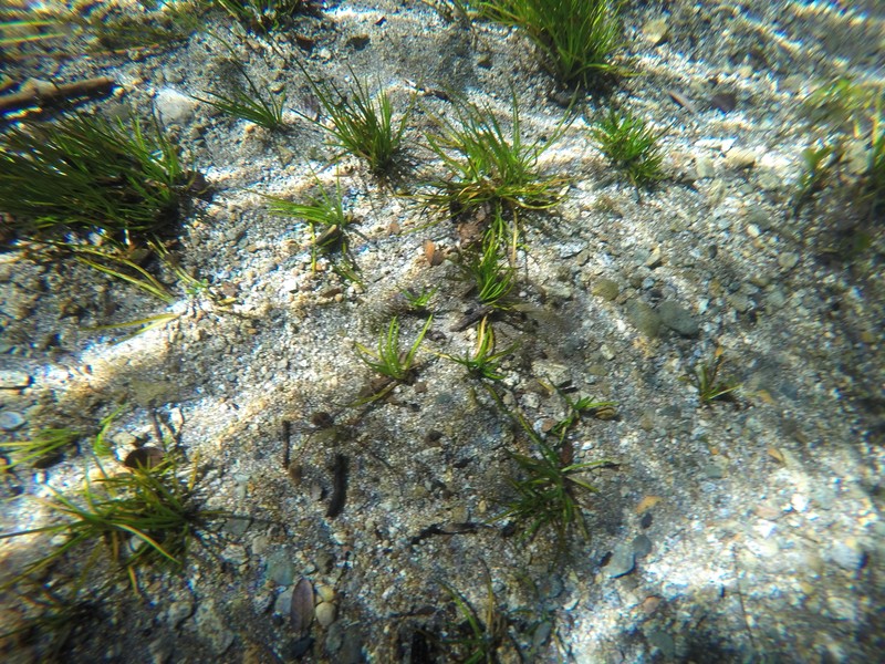 Isoetes chubutiana photo 3
