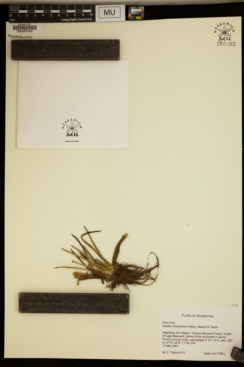 Isoetes chubutiana photo 4