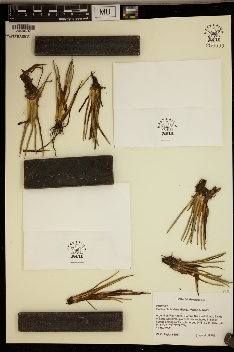 Isoetes chubutiana photo 5