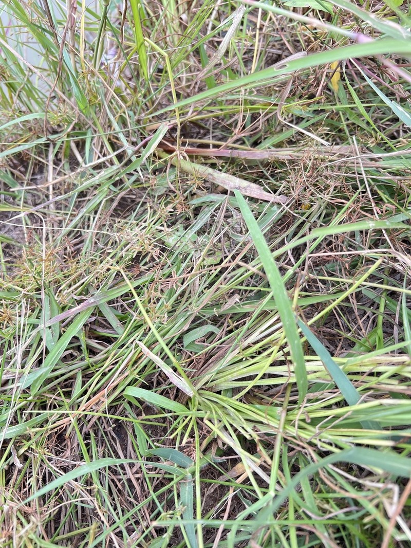 Isoetes coromandelina