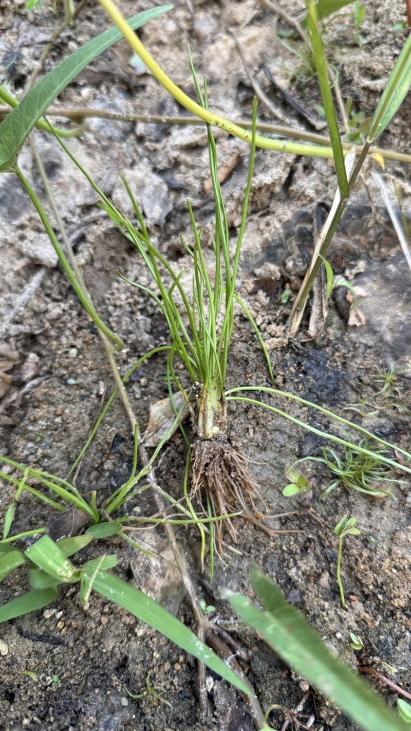 Isoetes coromandelina photo 3