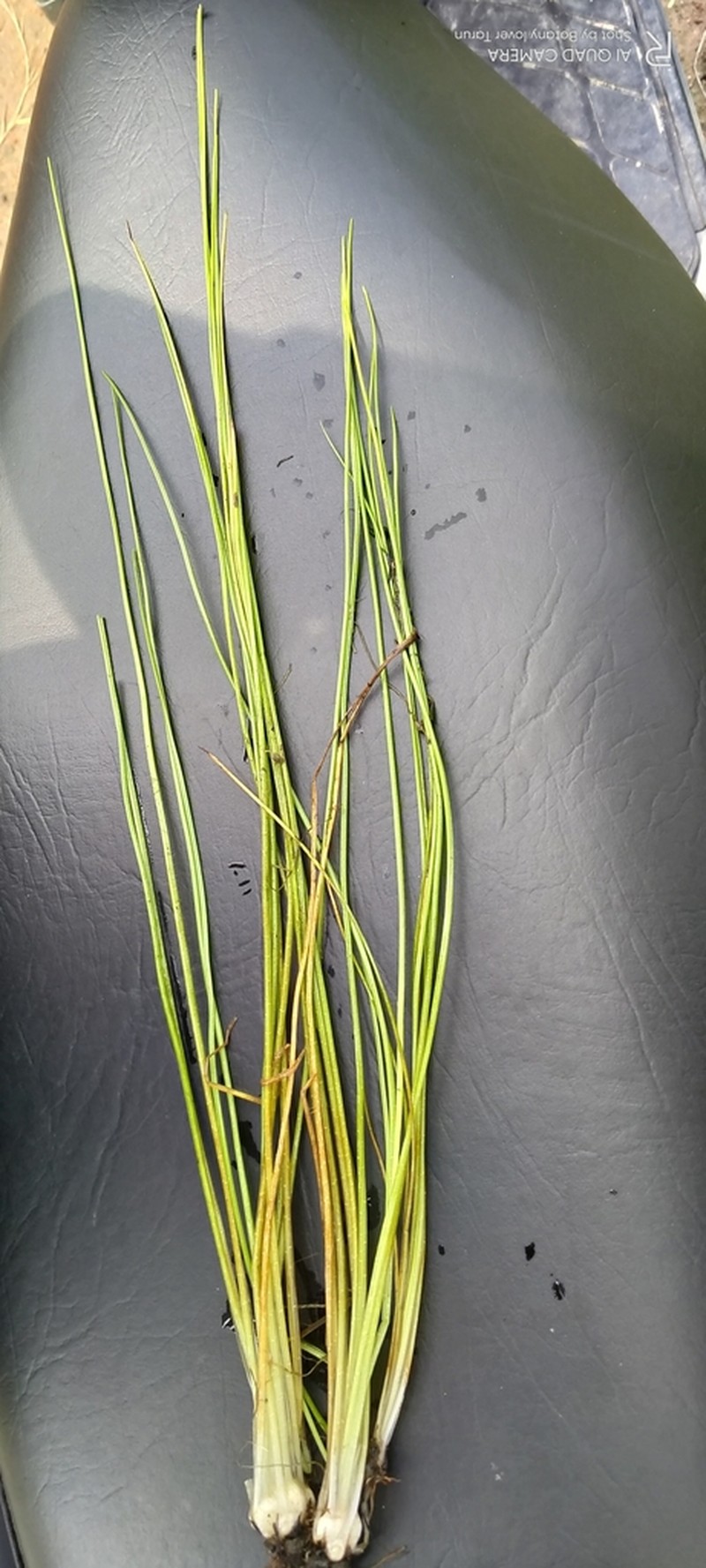 Isoetes coromandelina photo 4