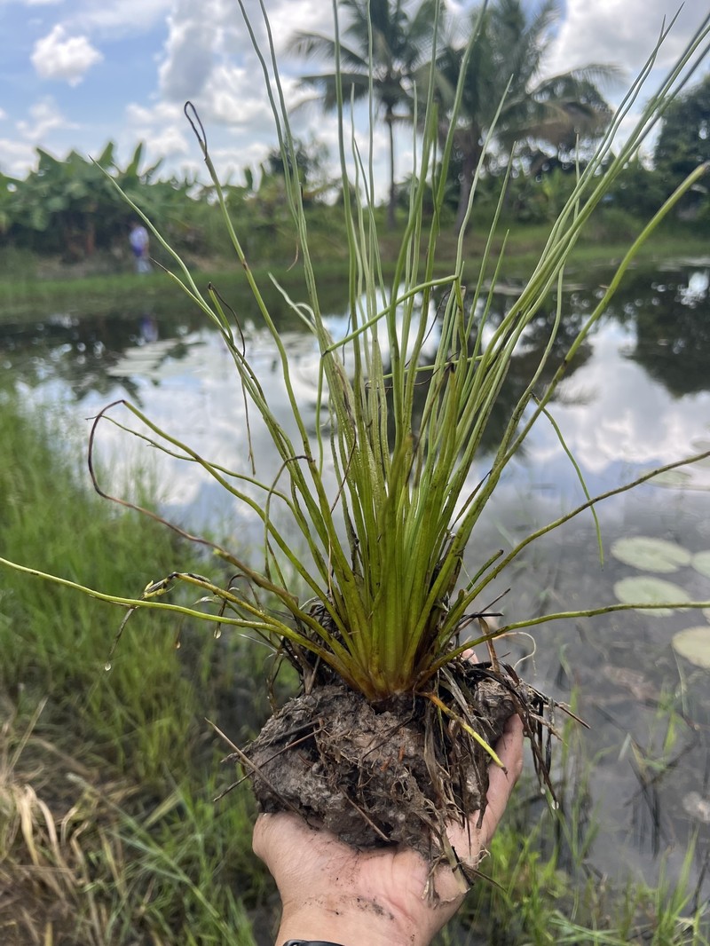 Isoetes coromandelina photo 6