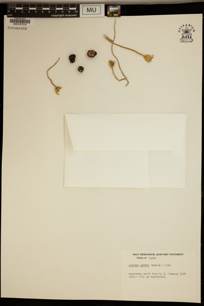 Isoetes coromandelina subsp. coromandelina