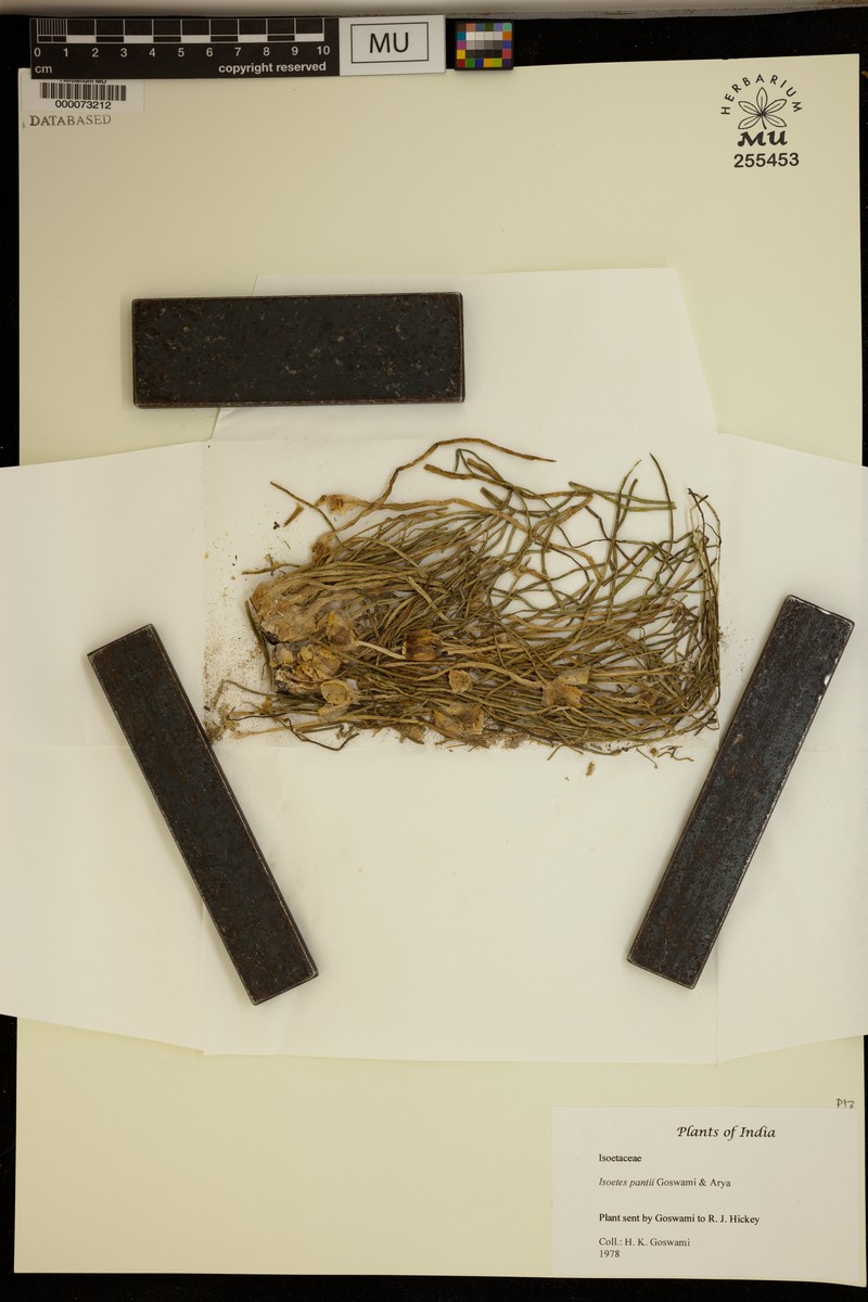 Isoetes coromandelina subsp. coromandelina photo 2