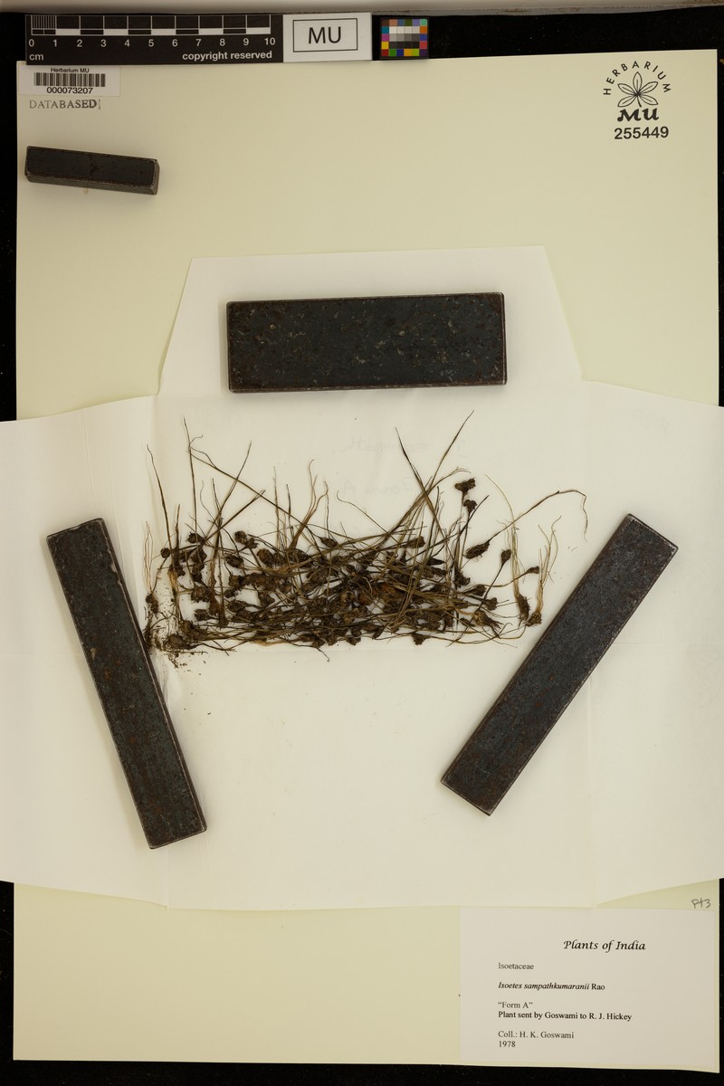 Isoetes coromandelina subsp. coromandelina photo 3