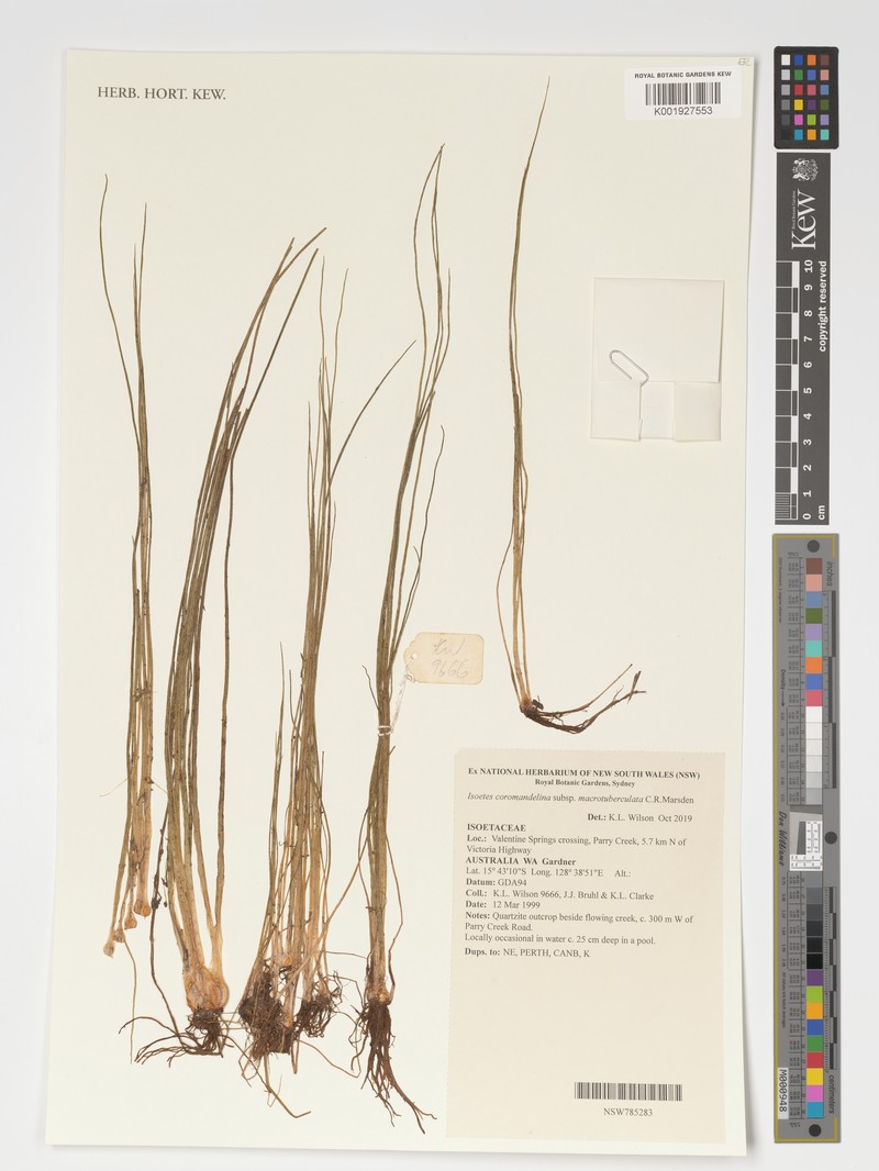 Isoetes coromandelina subsp. macrotuberculata