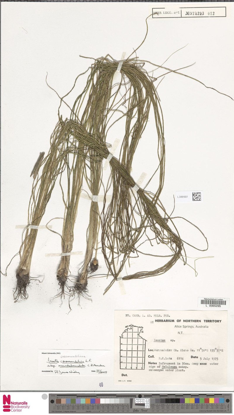 Isoetes coromandelina subsp. macrotuberculata photo 2