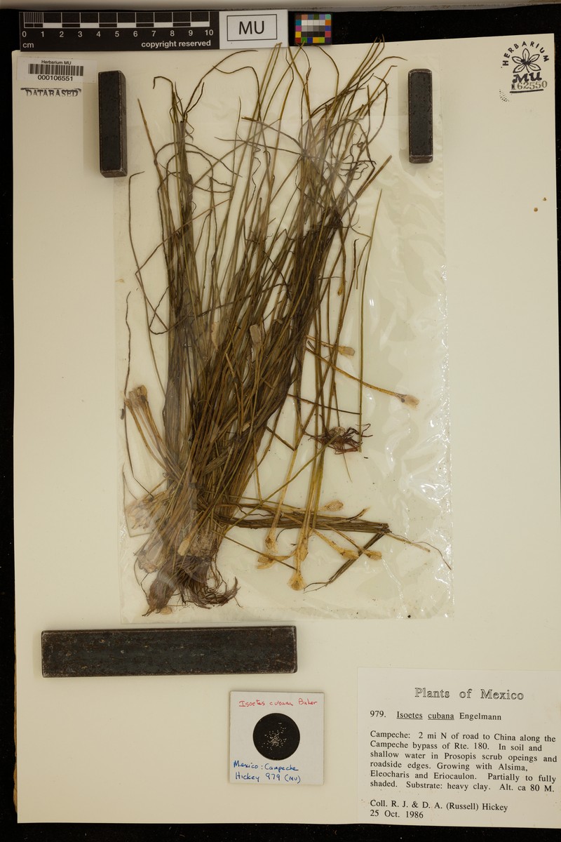 Isoetes cubana