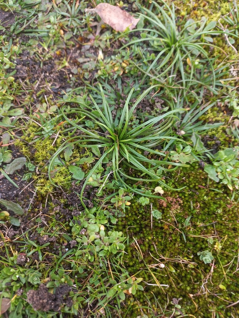 Isoetes delalandei