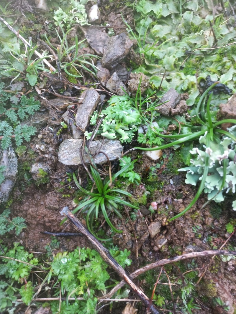 Isoetes delalandei photo 2