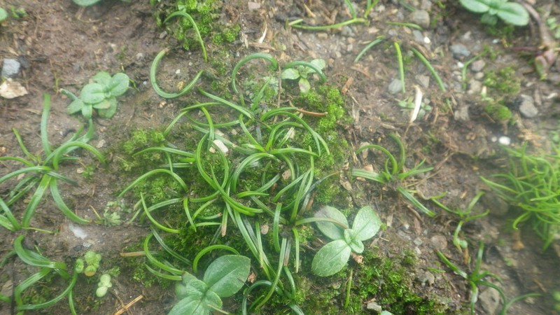 Isoetes delalandei photo 3