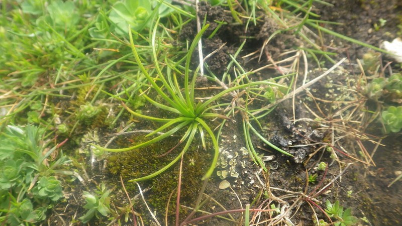 Isoetes delalandei photo 4