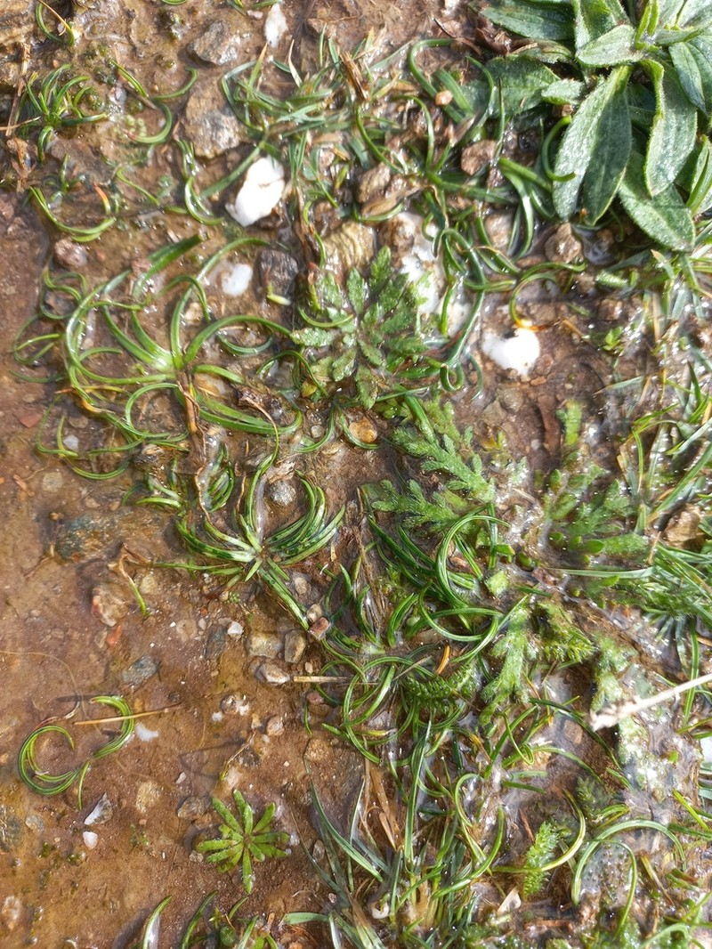 Isoetes delalandei photo 5