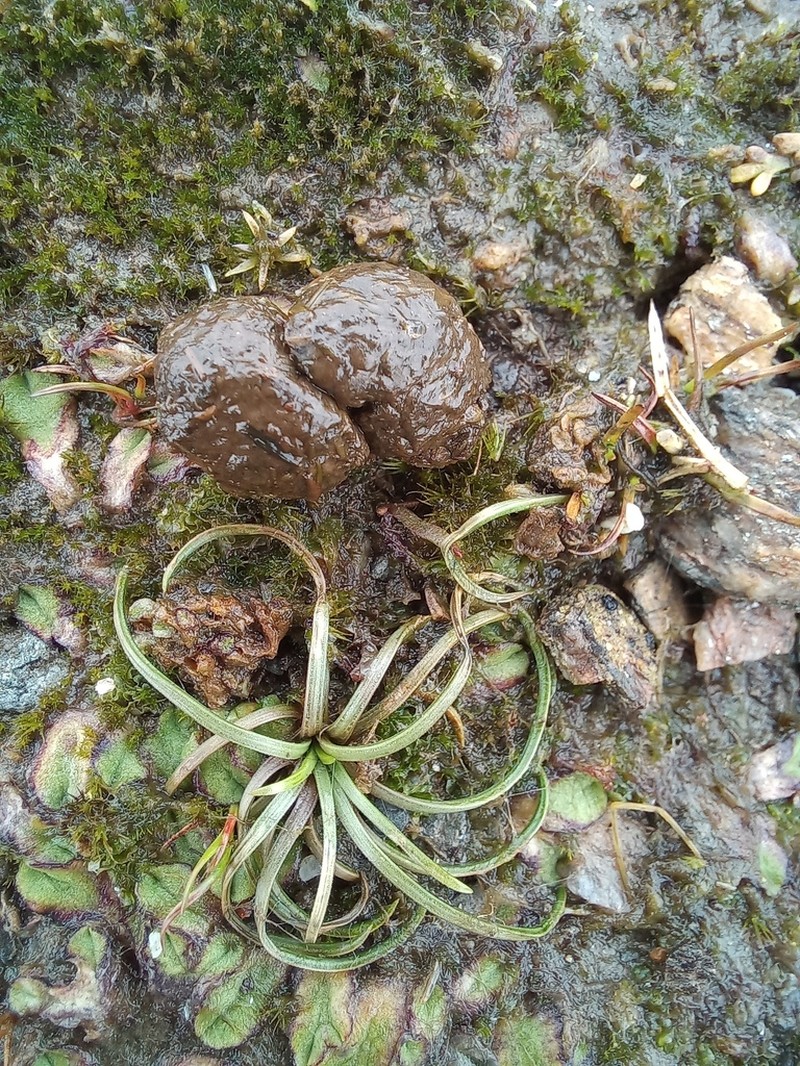 Isoetes delalandei photo 6