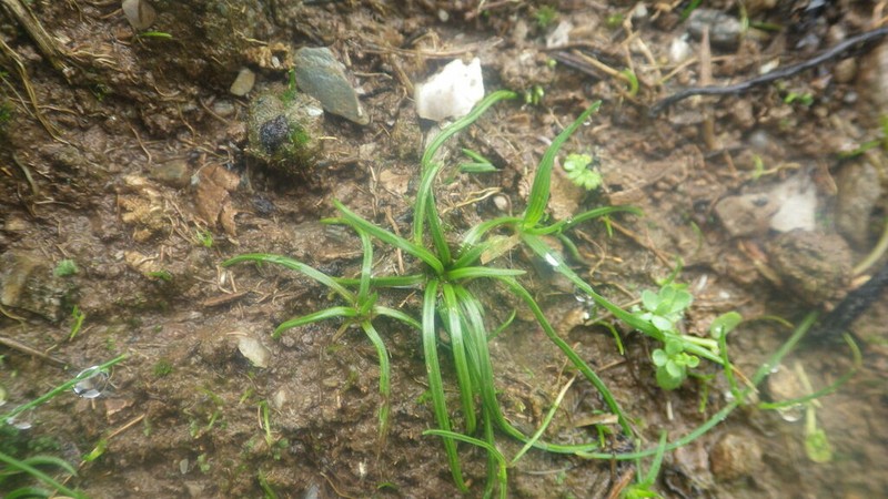 Isoetes delalandei photo 7
