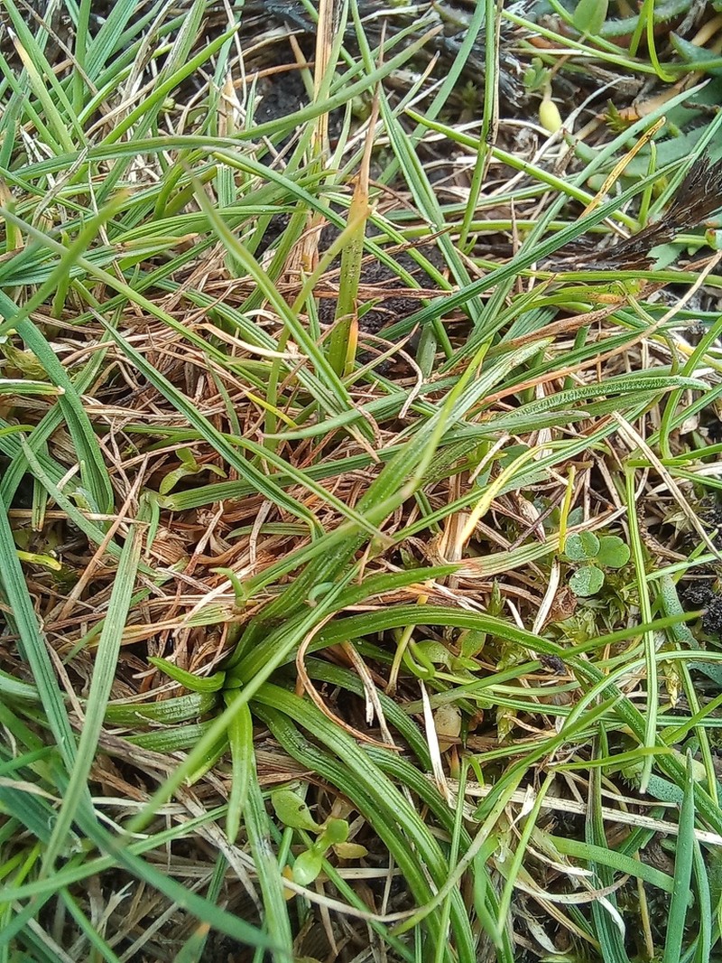 Isoetes delalandei photo 8