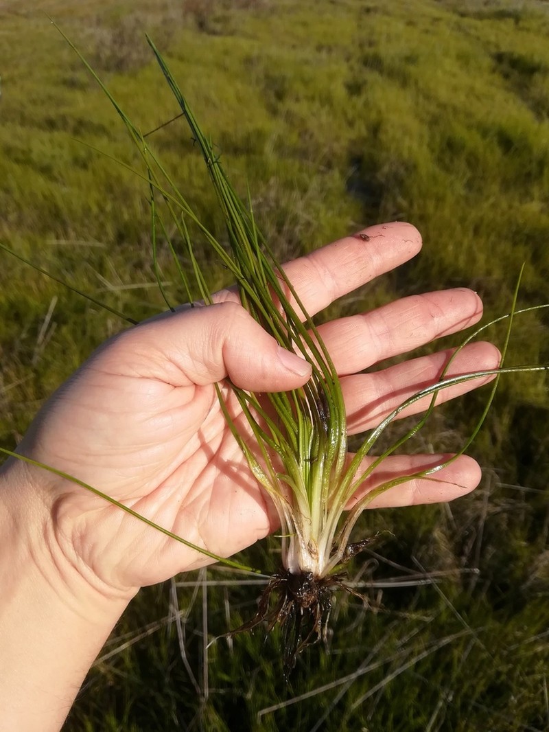 Isoetes delilei