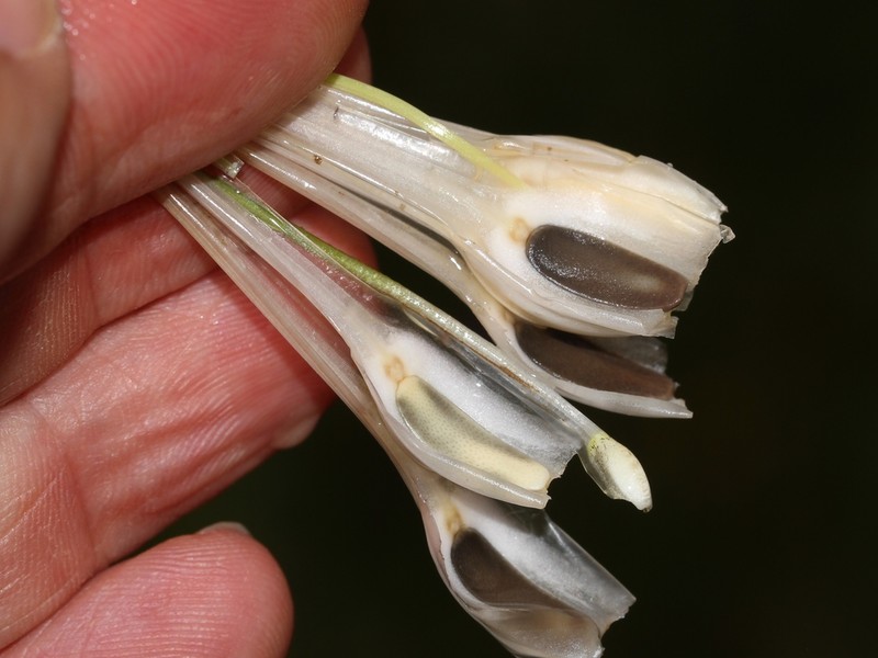 Isoetes delilei photo 2