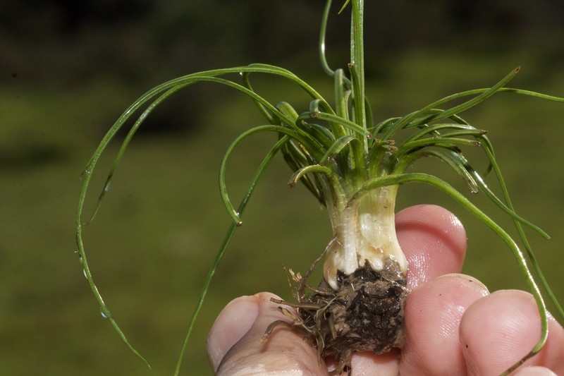Isoetes delilei photo 3