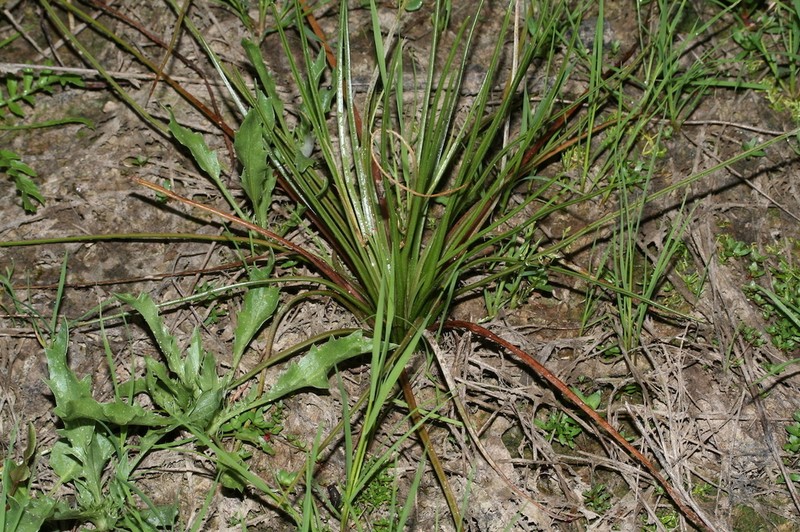Isoetes delilei photo 4
