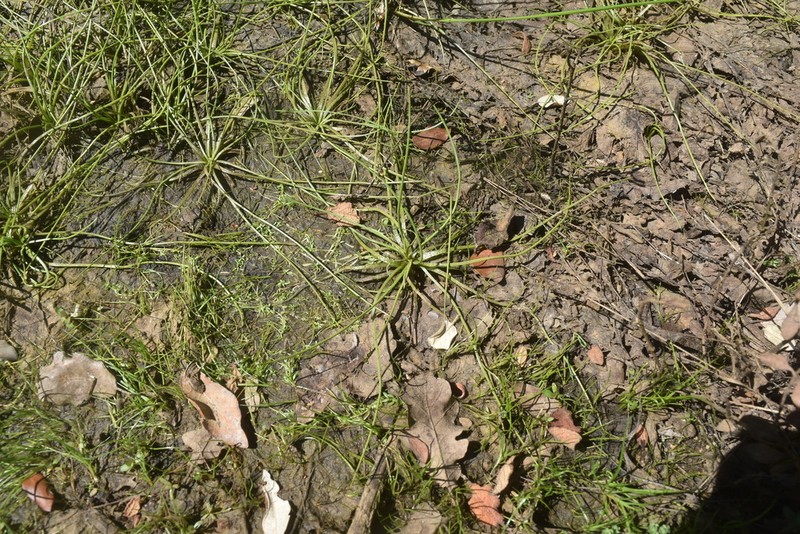 Isoetes delilei photo 5