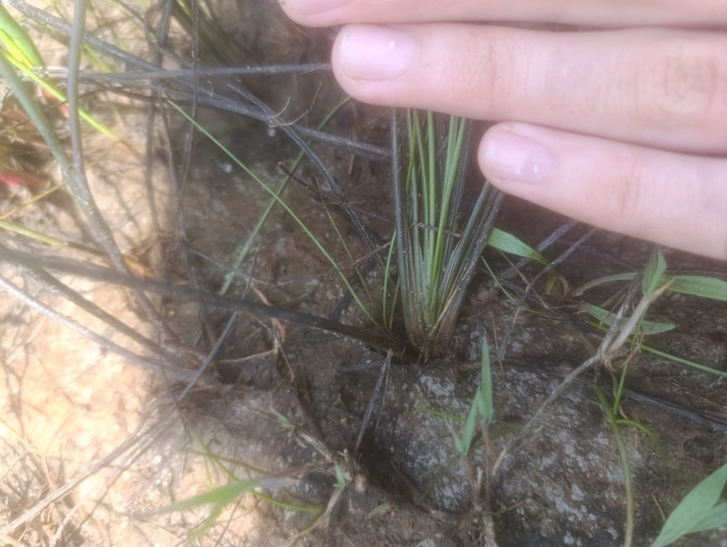 Isoetes delilei photo 6