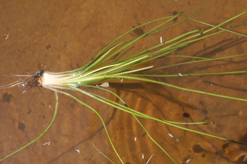Isoetes delilei photo 8