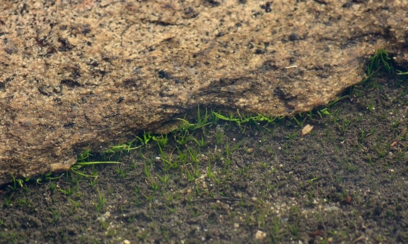 Isoetes drummondii