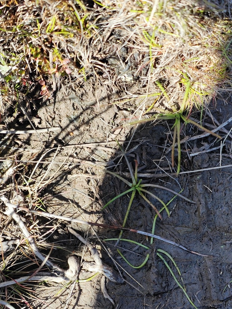 Isoetes drummondii photo 2